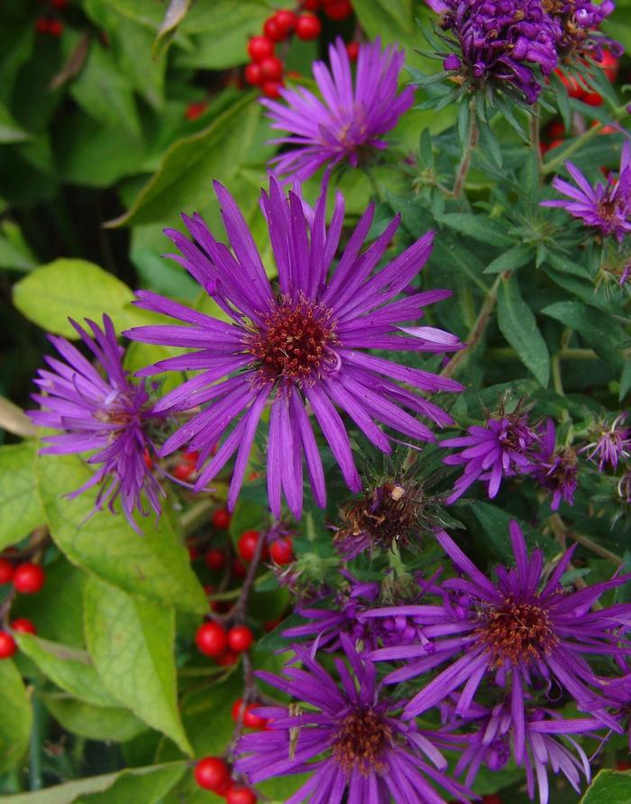 Aster novae-angliae 'Purple Dome' (New England Aster) perennial, purple flowers