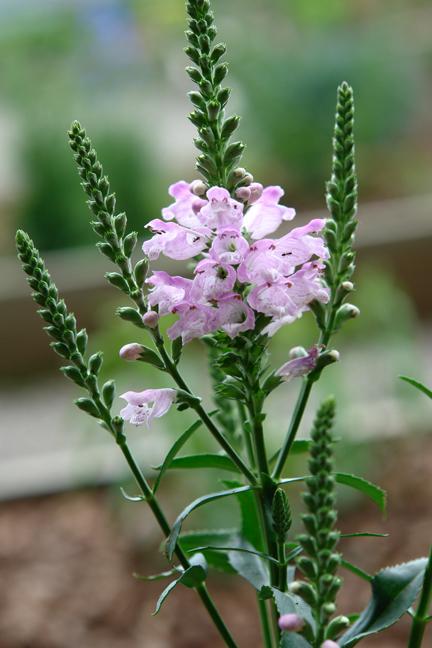 Physostegia virginiana 'Pink Manners' (Obedient Plant)