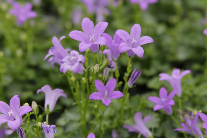 Bellflower (Campanula x 'Birch Hybrid'), purple flowers