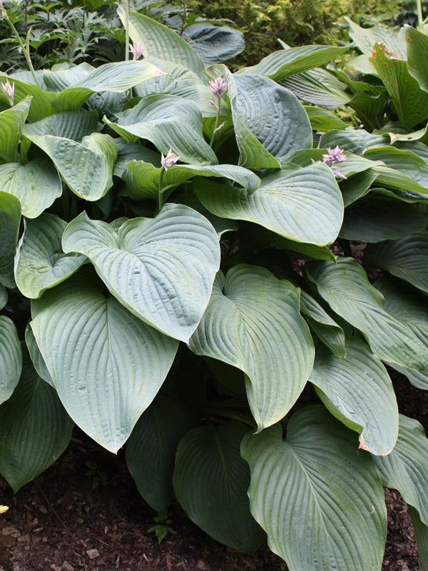 Hosta x Shadowland® 'Empress Wu' (Plantain Lily)