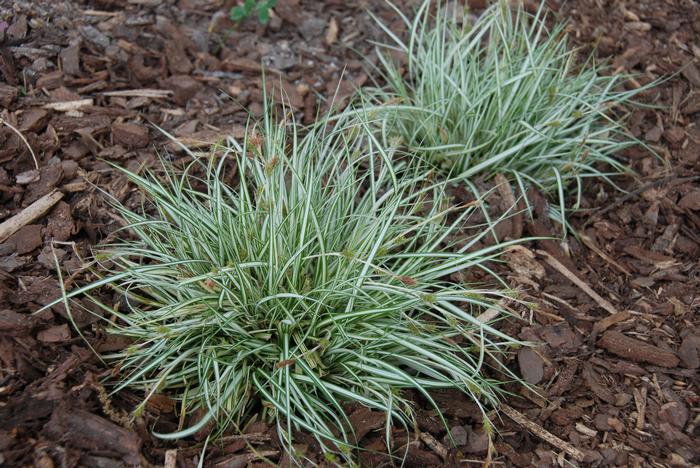 Variegated Japanese Sedge (Carex oshimensis 'Evergold')