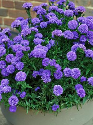 New York Aster (Aster Showmakers® 'Blue Bayou')