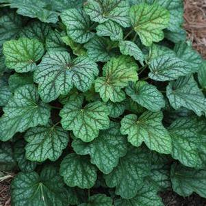 Heuchera americana 'Green Spice' (Coral Bells)