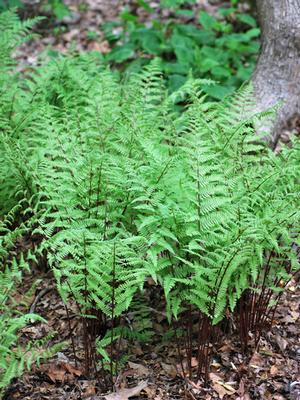 Red-stemmed Lady Fern (Athyrium filix-femina 'Lady in Red')