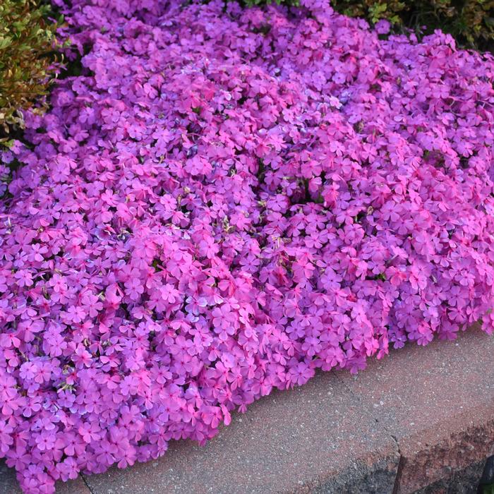 Phlox subulata 'Drummond's Pink' (Moss Pinks)