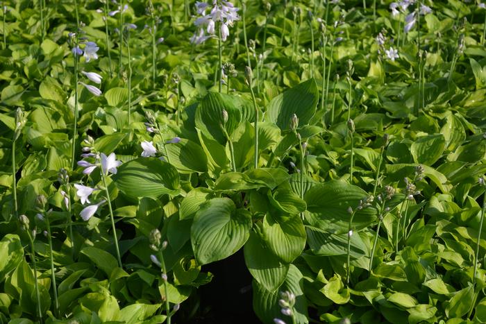 Hosta x 'August Moon' (Plantain Lily)