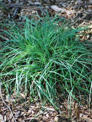 Blue Sedge (Carex glauca 'Blue Zinger')