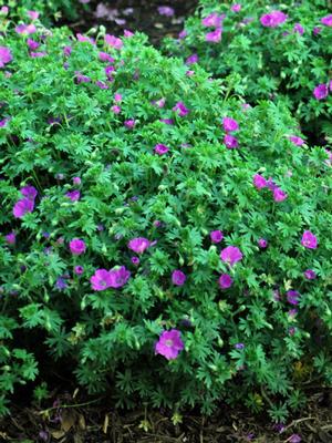 Geranium sanguineum 'Max Frei' (Cranesbill)