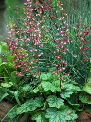 Heuchera x villosa 'Berry Timeless' (Coral Bells)