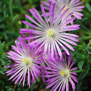 TABLE MOUNTAIN® Ice Plant (Delosperma 'John Proffitt')