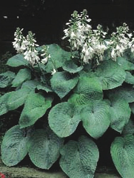 Hosta sieboldiana 'Elegans' (Plantain Lily)