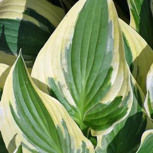 Hosta x 'Wide Brim' (Plantain Lily)