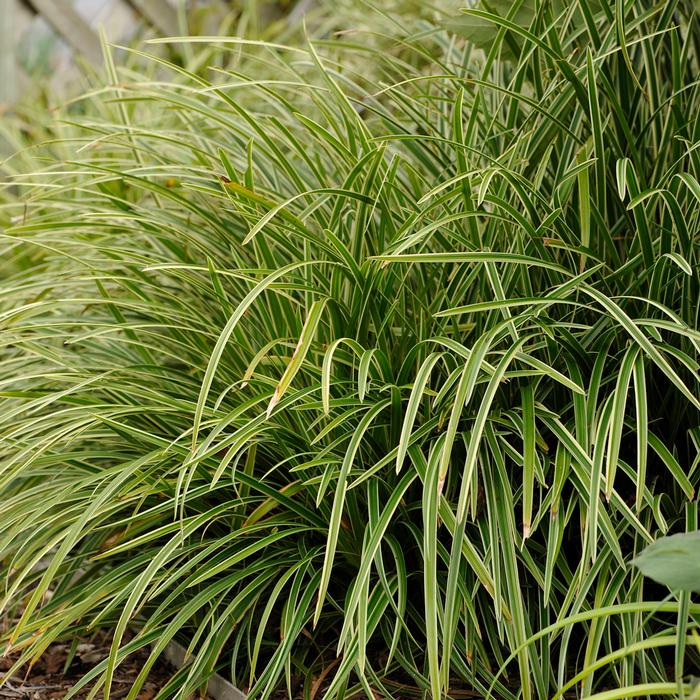 Silver Variegated Sedge (Carex morrowii 'Ice Dance')