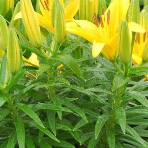 Lilium Lily Looks™'Tiny Bee' (Dwarf Asiatic Hardy Lily)