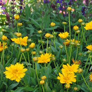 Coreopsis g. 'Double the Sun' (Tickseed), yellow flowers