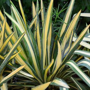 Yucca filamentosa 'Color Guard' (Vareigated Adam's Needle)