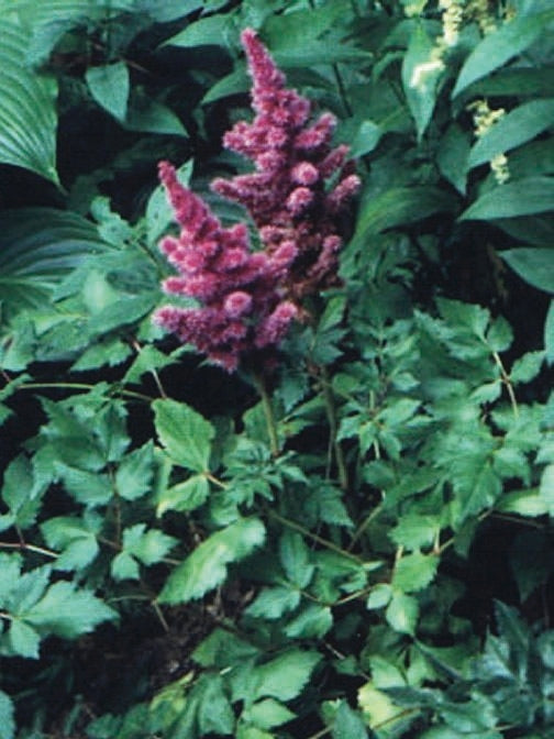 Astilbe chinensis 'Visions' (False Spirea) perennial, pink flowers