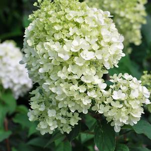 Hydrangea paniculata Bobo® (Panicle Hydrangea)