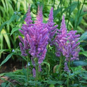 Astilbe chinensis 'Visions' (False Spirea) perennial, pink flowers