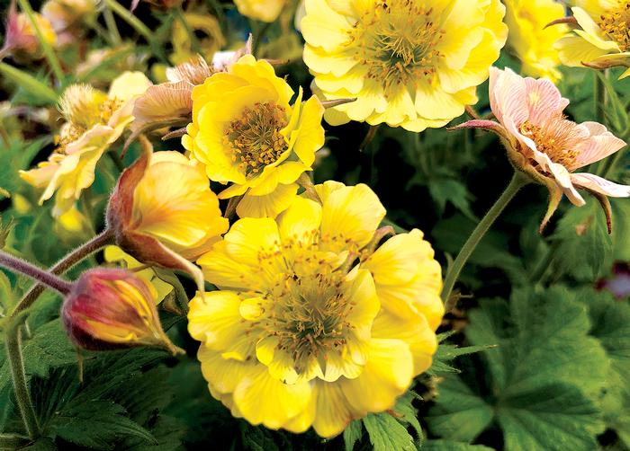 Geum Tempo™Yellow (Avens)