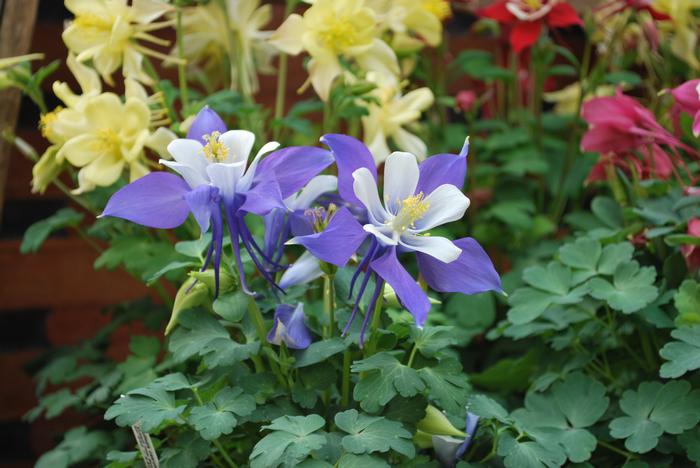 Aquilegia Kirigami™Deep Blue & White (Columbine) perennial, purple flowers