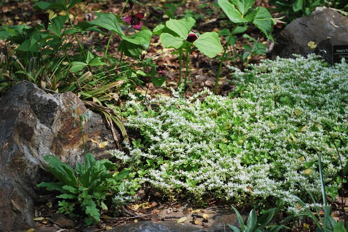 Sedum ternatum (Woodland Stonecrop)