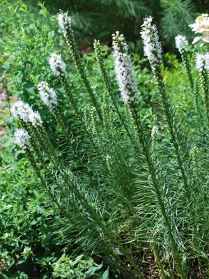 White Gay Feather (Liatris spicata 'Floristan White')