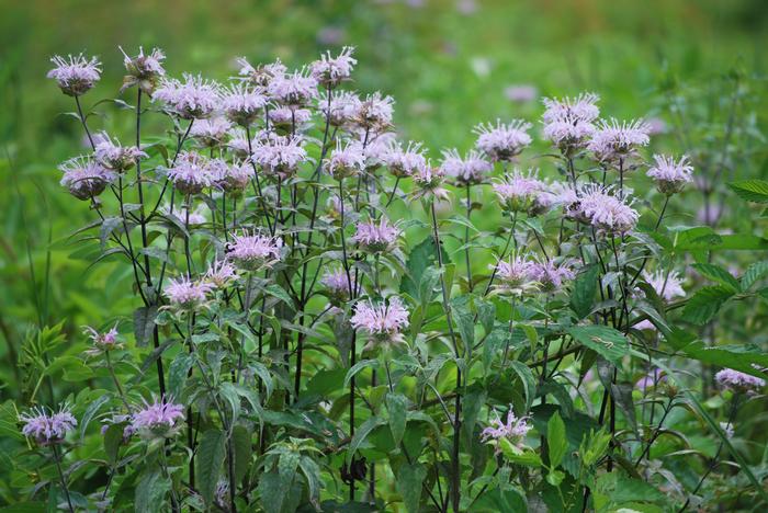 Wild bergamot (Monarda fistulosa)