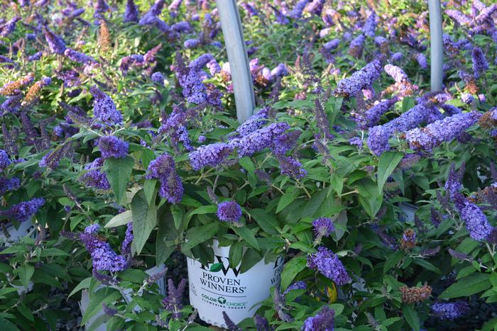 Buddleia Pugster Blue® (Butterfly Bush), blue flowers