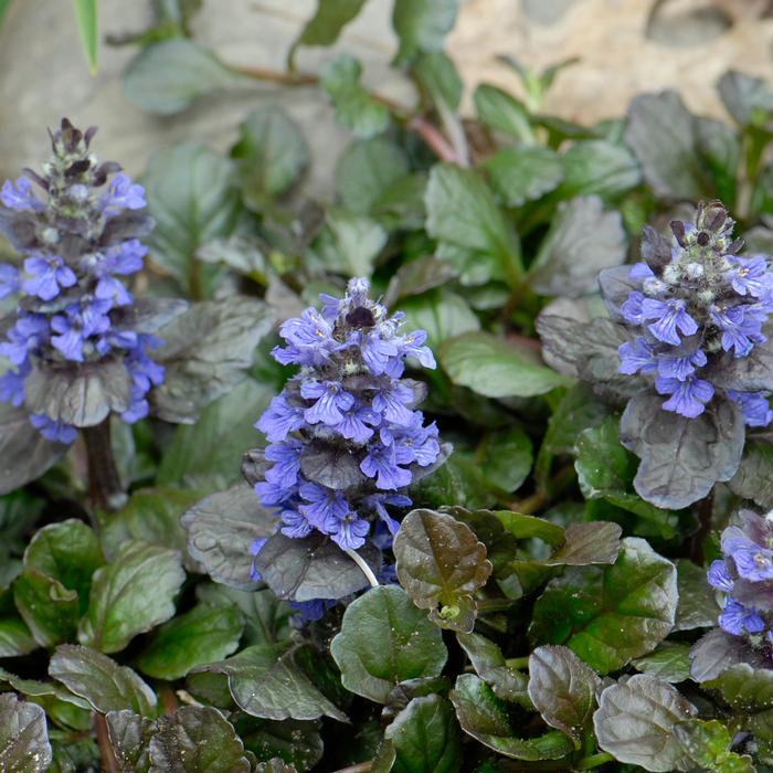 Ajuga reptans 'Black Scallop' (Bugle Weed) perennial