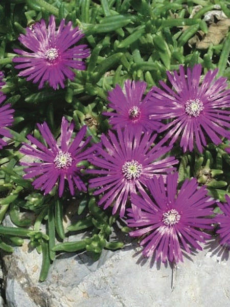 Trailing Hardy Ice Plant (Delosperma cooperi)