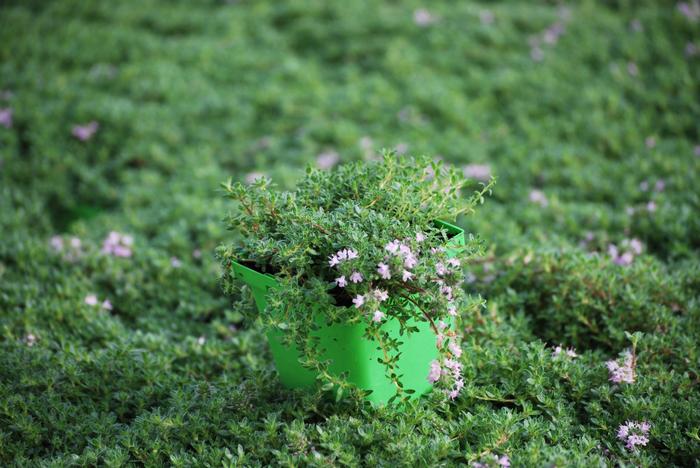 Wild Thyme (Thymus praecox 'Pink Chintz')