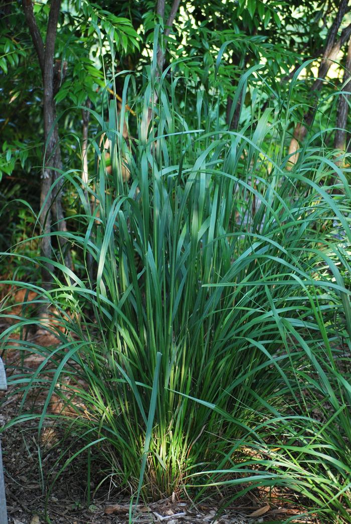 Korean Feather Reed Grass (Calamagrostis brachytricha)