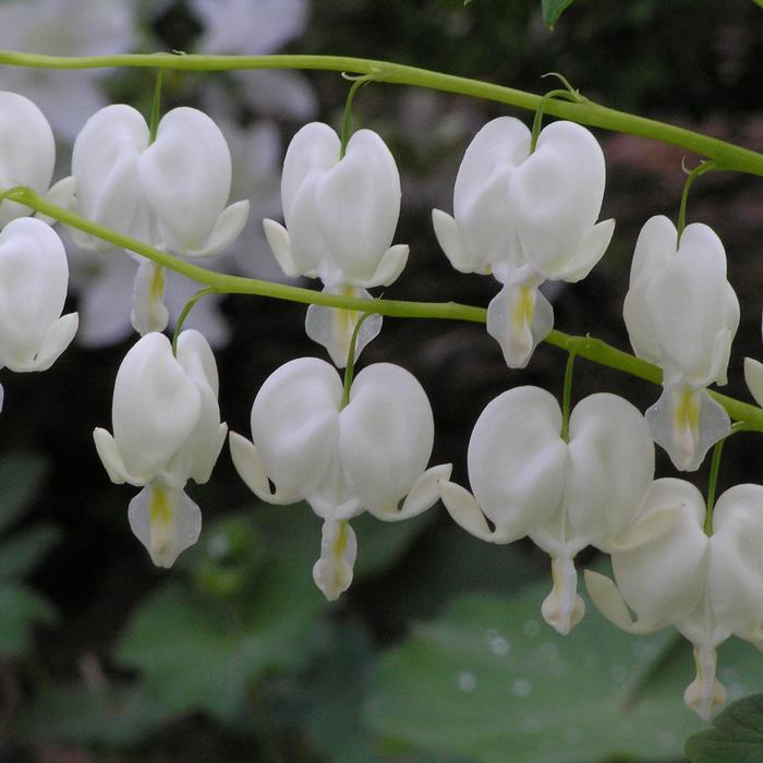 Dicentra spectabilis 'Alba' (Old Fashioned Bleeding Heart)