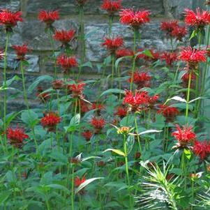 Monarda didyma 'Jacob Cline' (Bee Balm)