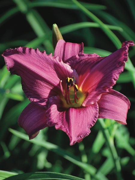 Hemerocallis 'Summer Wine' (Daylily)