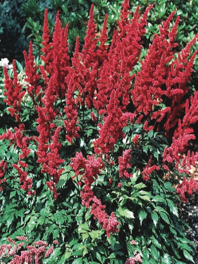 Astilbe arendsii 'Fanal' (False Spirea) perennial, red flowers