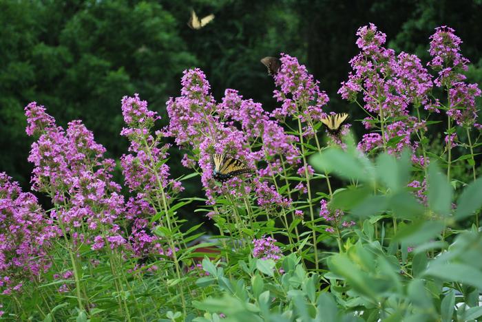 Phlox paniculata 'Jeana' (Summer Phlox)