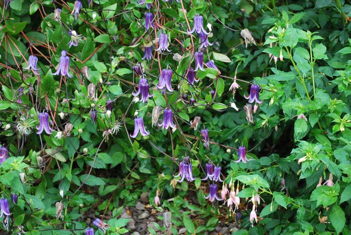 Clematis hybrid 'Rooguchi' (Hybrid Clematis), purple flowers