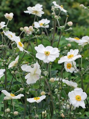 Anemone x hybrida 'Honorine Jobert' (Windflower) perennial