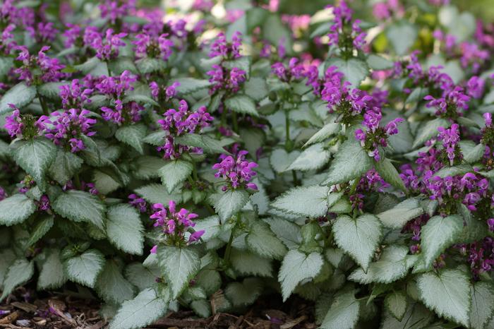 Lamium maculatum 'Beacon Silver' (Dead Nettle)