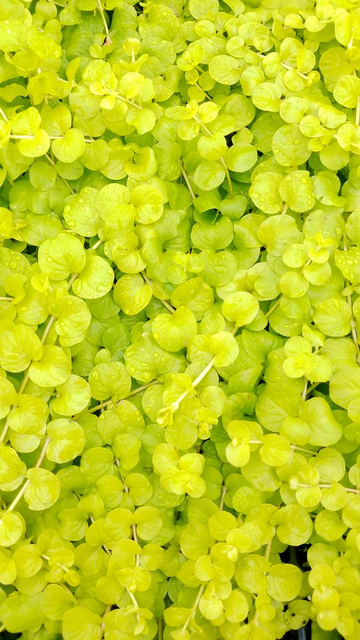 Golden Creeping Jenny (Lysimachia nummularia 'Aurea')