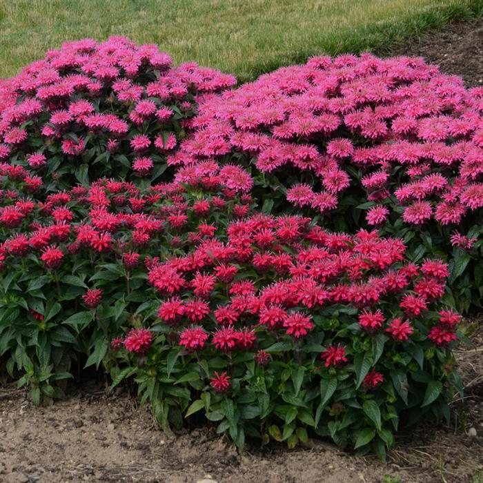 Monarda x 'Cherry Pops' (Sugar Buzz®  Bee Balm)