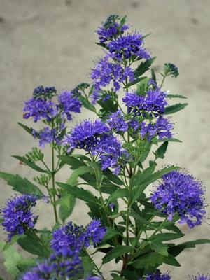 Caryopteris 'First Choice' (Blue Beard), blue flowers