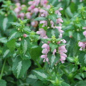 Lamium maculatum 'Shell Pink' (Dead Nettle)