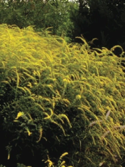 Solidago rugosa 'Fireworks' (Goldenrod)