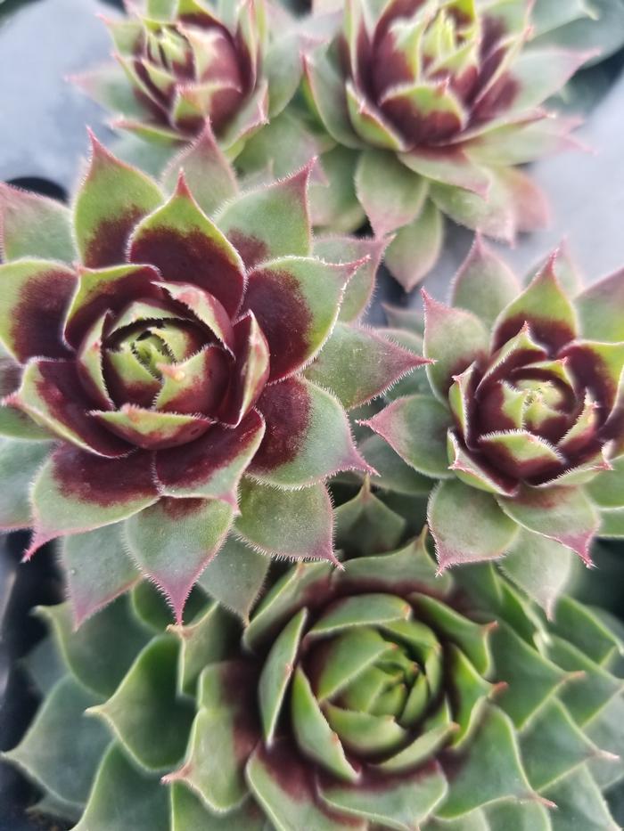 Sempervivum 'Killer' (Hens and Chicks)