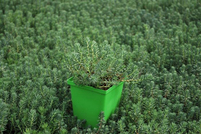 Sedum reflexum 'Blue Spruce' (Stonecrop)