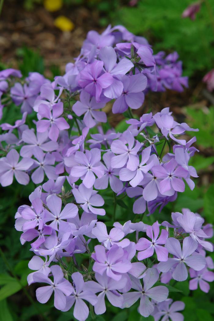 Phlox divaricata 'Blue Moon' (Woodland Phlox)