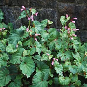 Begonia grandis (Hardy Begonia) pink flowers